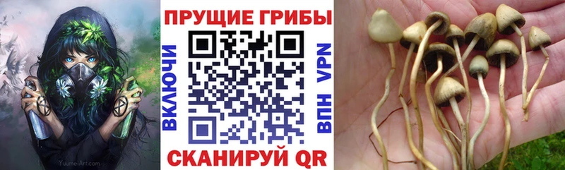 закладки  гидра ссылка  Псилоцибиновые грибы Psilocybine cubensis  Константиновск 